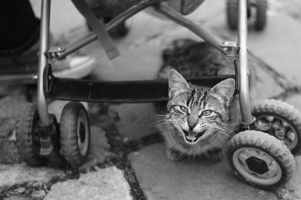 Накострешена охридска мачка. Фото:  Дарко Христов, 2014