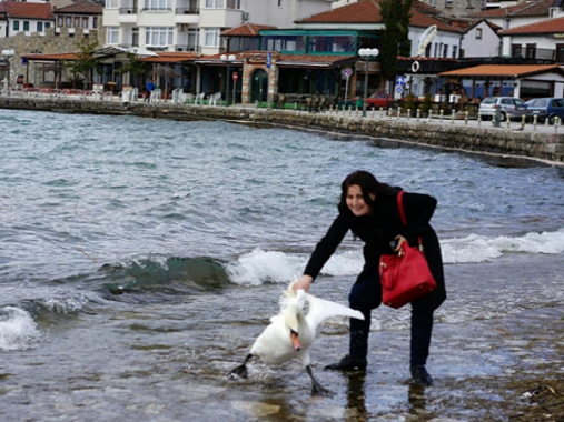 Една фотографија , многу шпекулации. Погрешната приказнa за охридскиот лебед ја пренесоа и светските медиуми . Фото: Скриншот